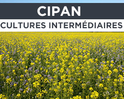 CIPAN / Cultures intermediaires