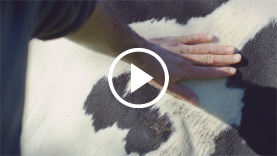 Video Florian